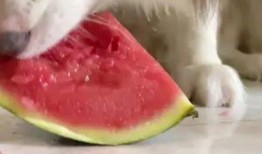 网红吃瓜狗子,揭秘娱乐圈背后的“狗仔”生活